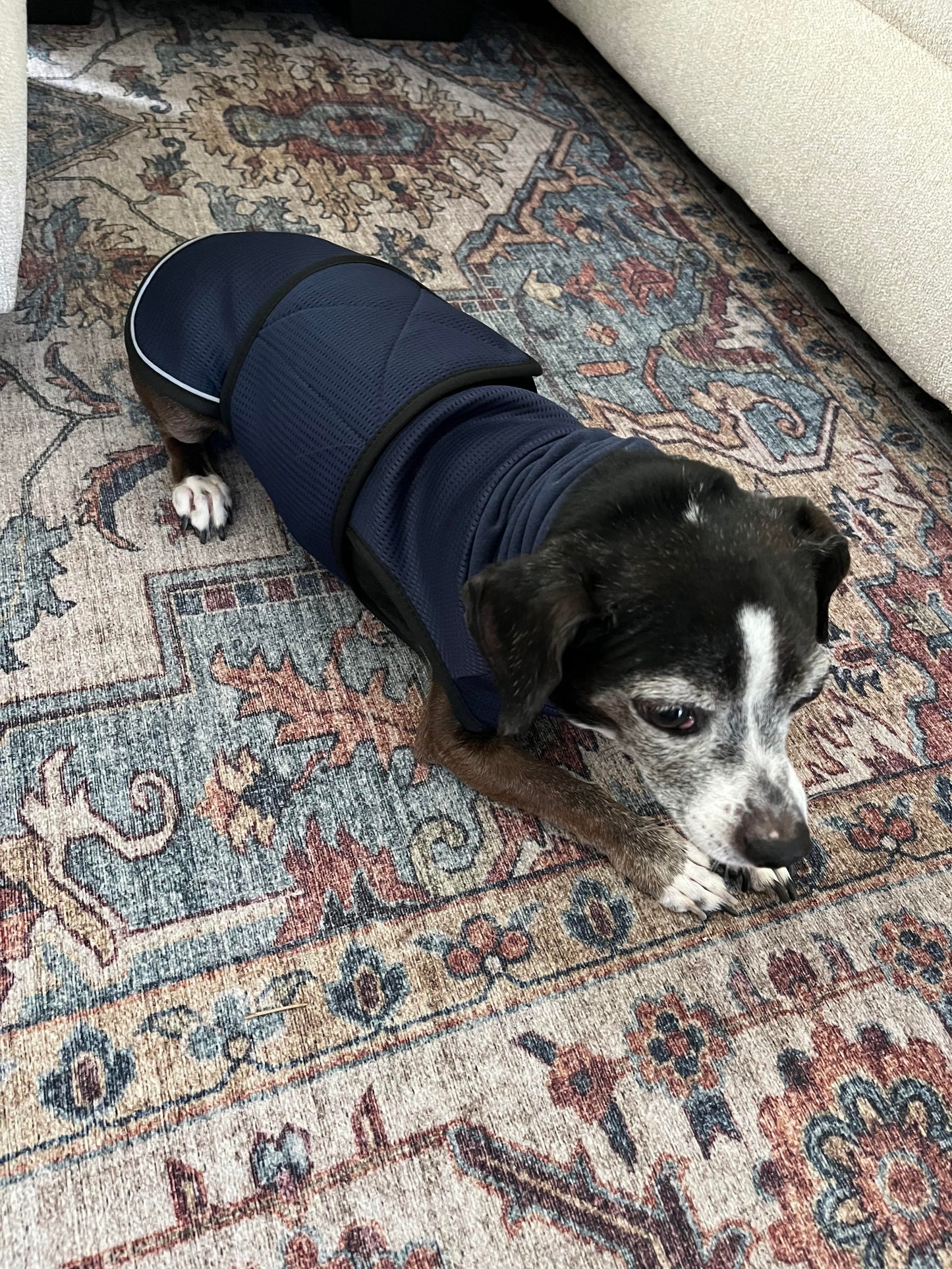 Dog Anti-Anxiety Jacket
